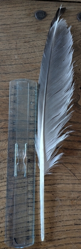 Plume de Goéland marin