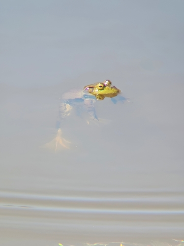 iNaturalist observation photo of American Bullfrog