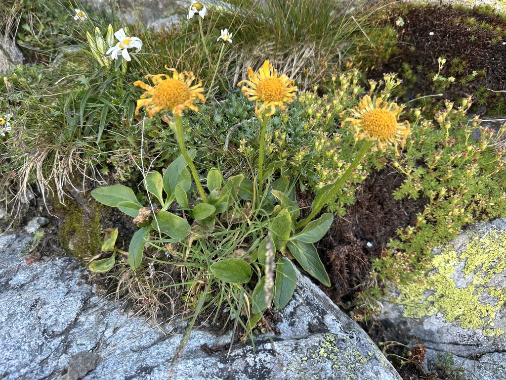 Doronicum clusii; photograph (c) Katrin Simon, some rights reserved (CC BY)