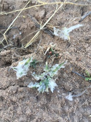 Scleropogoninae