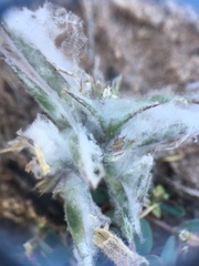 Scleropogoninae