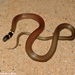 Black-headed Snake - Photo (c) Sanjaya Kanishka, some rights reserved (CC BY-NC), uploaded by Sanjaya Kanishka
