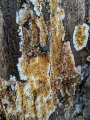 Serpulaceae