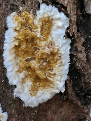 Serpulaceae