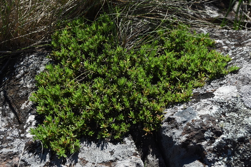 Calibrachoa serrulata