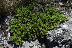 Calibrachoa serrulata