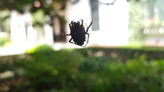 Parawixia audax