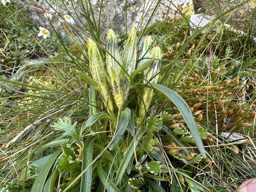 Gentiana frigida, photograph 4