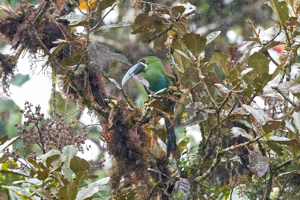 Yellow-Browed Toucanet