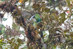 Yellow-Browed Toucanet photo 1
