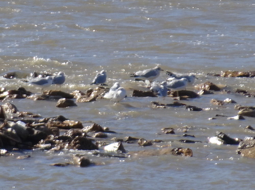 Ring-billed Gull photographed in Kansas