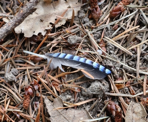 Plume de Geai des chênes