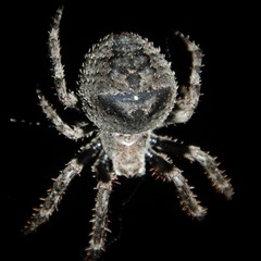 Araneus andrewsi