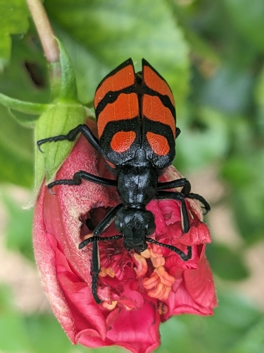Hycleus biundulatus