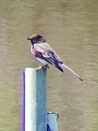 iNaturalist observation photo of Black Phoebe