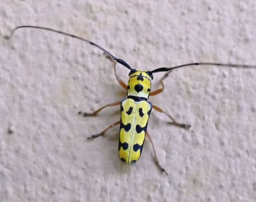 Zeale nigromaculata (Klug, 1829)