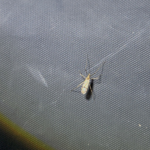 Ilisia armillaris