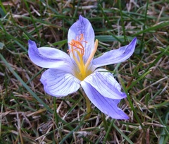 Crocus speciosus