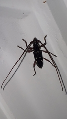 Ambonus interrogationis