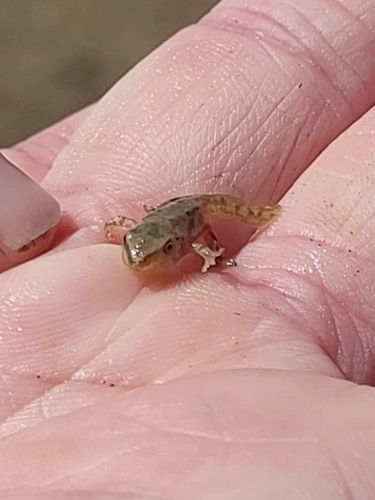 iNaturalist observation photo of Pacific chorus frog