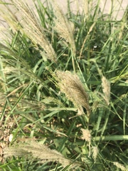 Digitaria insularis