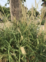 Digitaria insularis