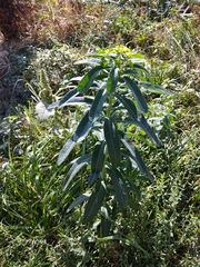 Euphorbia iberica