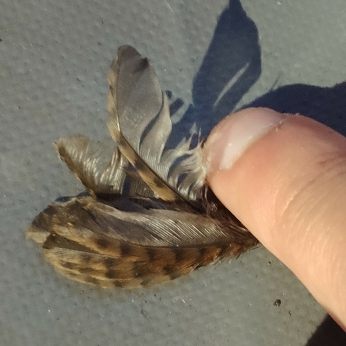 Plume de Troglodyte mignon