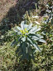 Euphorbia iberica