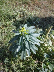 Euphorbia iberica