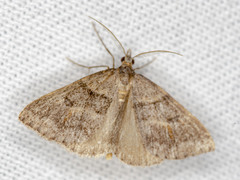 Dichromodes mesogonia