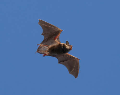 Big Brown Bat photographed in New York