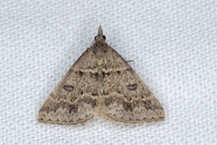 Dichromodes mesogonia