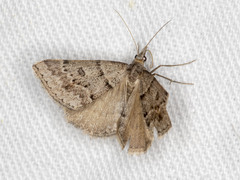 Dichromodes mesogonia