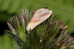 Eublemma cochylioides