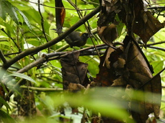 Mitrospingus cassinii