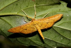 Endocrossis caldusalis