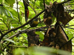 Mitrospingus cassinii