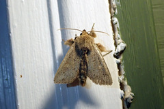Leucania pseudargyria