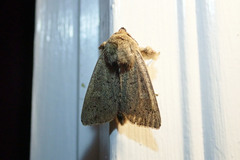 Leucania pseudargyria