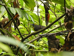 Mitrospingus cassinii