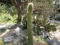 Cephalocereus polylophus