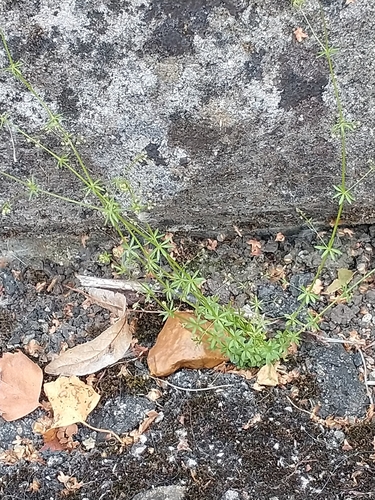 English bedstraw (Galium anglicum)