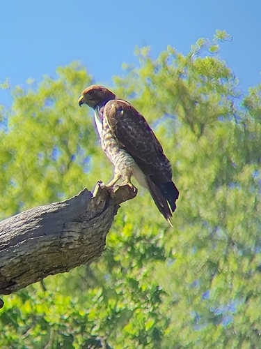 iNaturalist observation photo of Red-tailed Hawk
