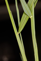 Digitaria insularis