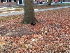 Sciurus carolinensis