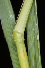 Digitaria insularis