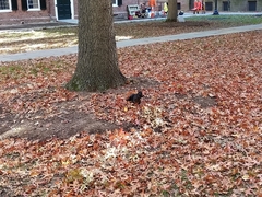 Sciurus carolinensis