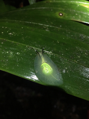 Gaeotis nigrolineata