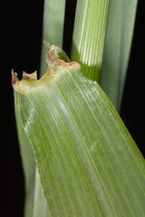 Digitaria insularis
